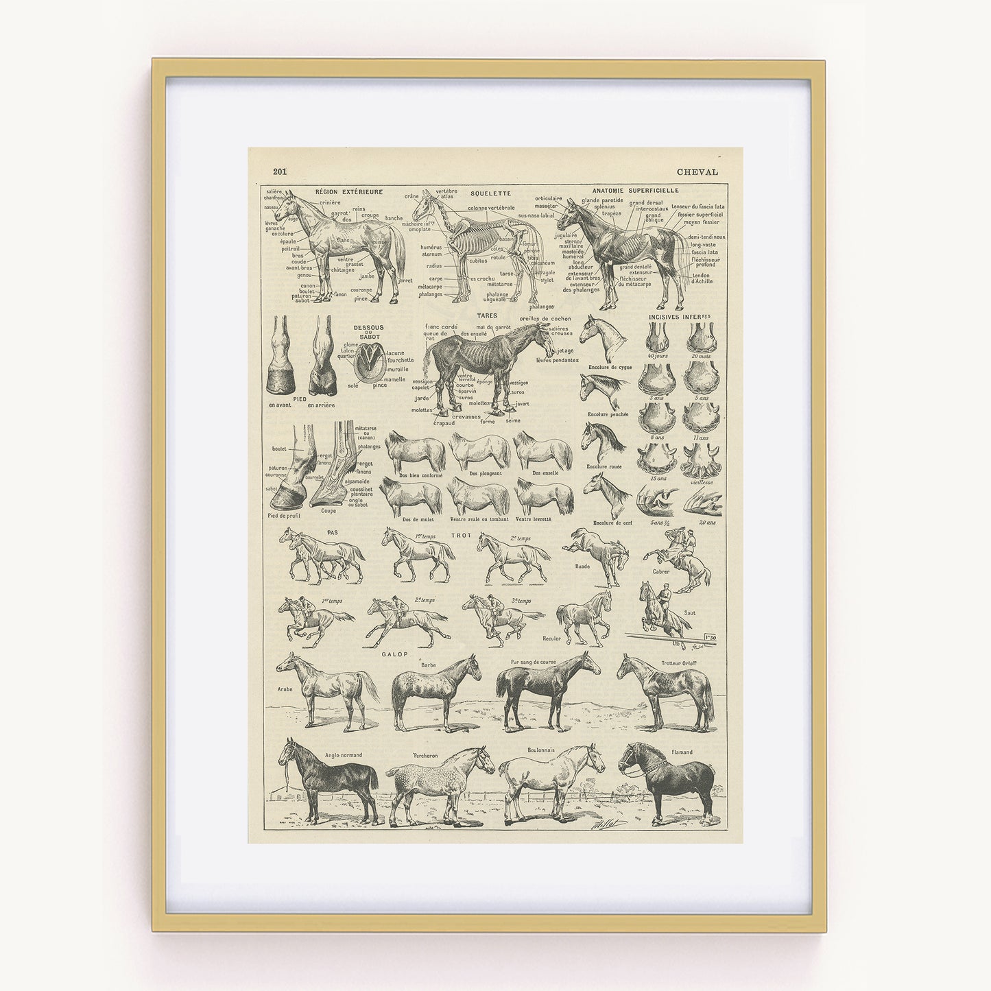 1936 Horse Anatomy Print