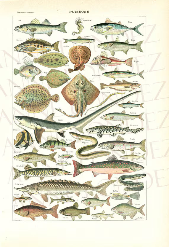 1908 Illustration de poissons ancienne