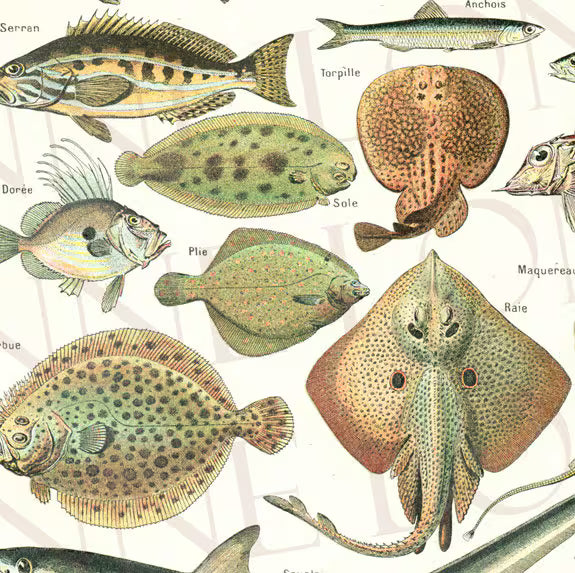1908 Illustration de poissons ancienne