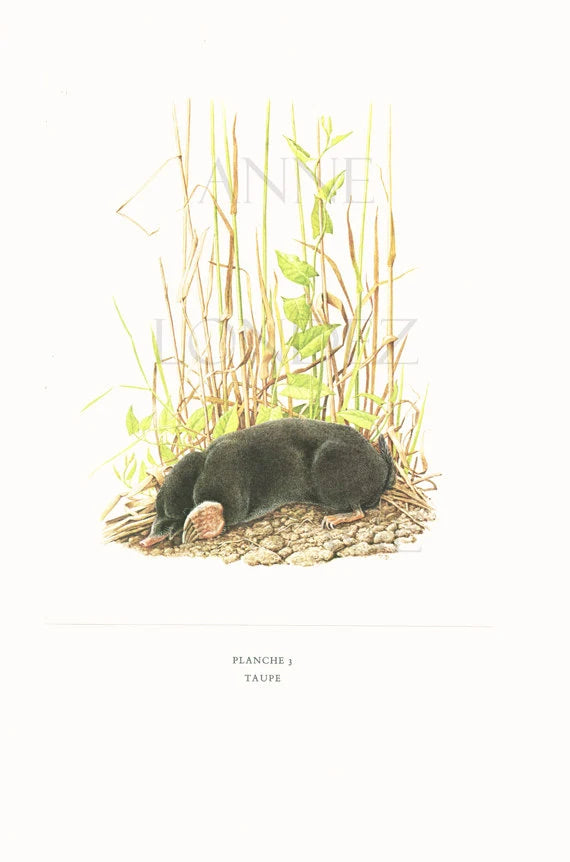 1970 Mole Print by Paul Barruel