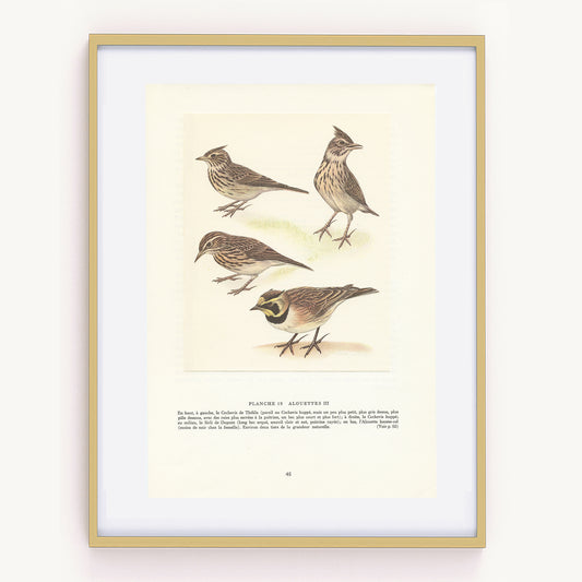 1961 lark birds illustration by Paul Barruel