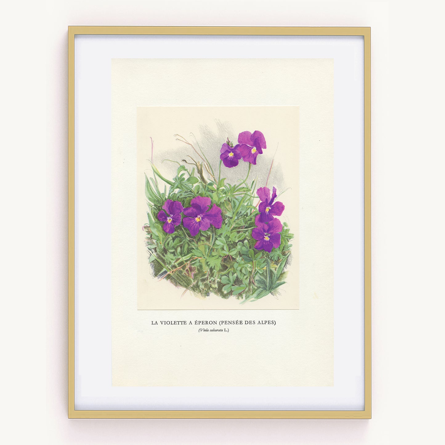 1959 Mountain violet botanical print