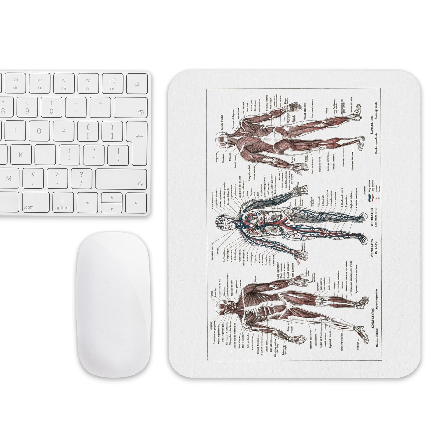 Retro Human anatomy Mouse pad from a 1922 French vintage medical print - Gift for doctor