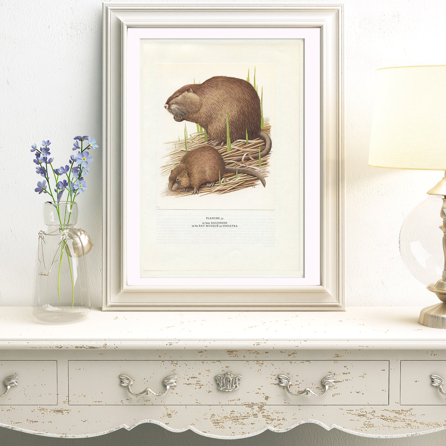 1970 Nutria & muskrat print