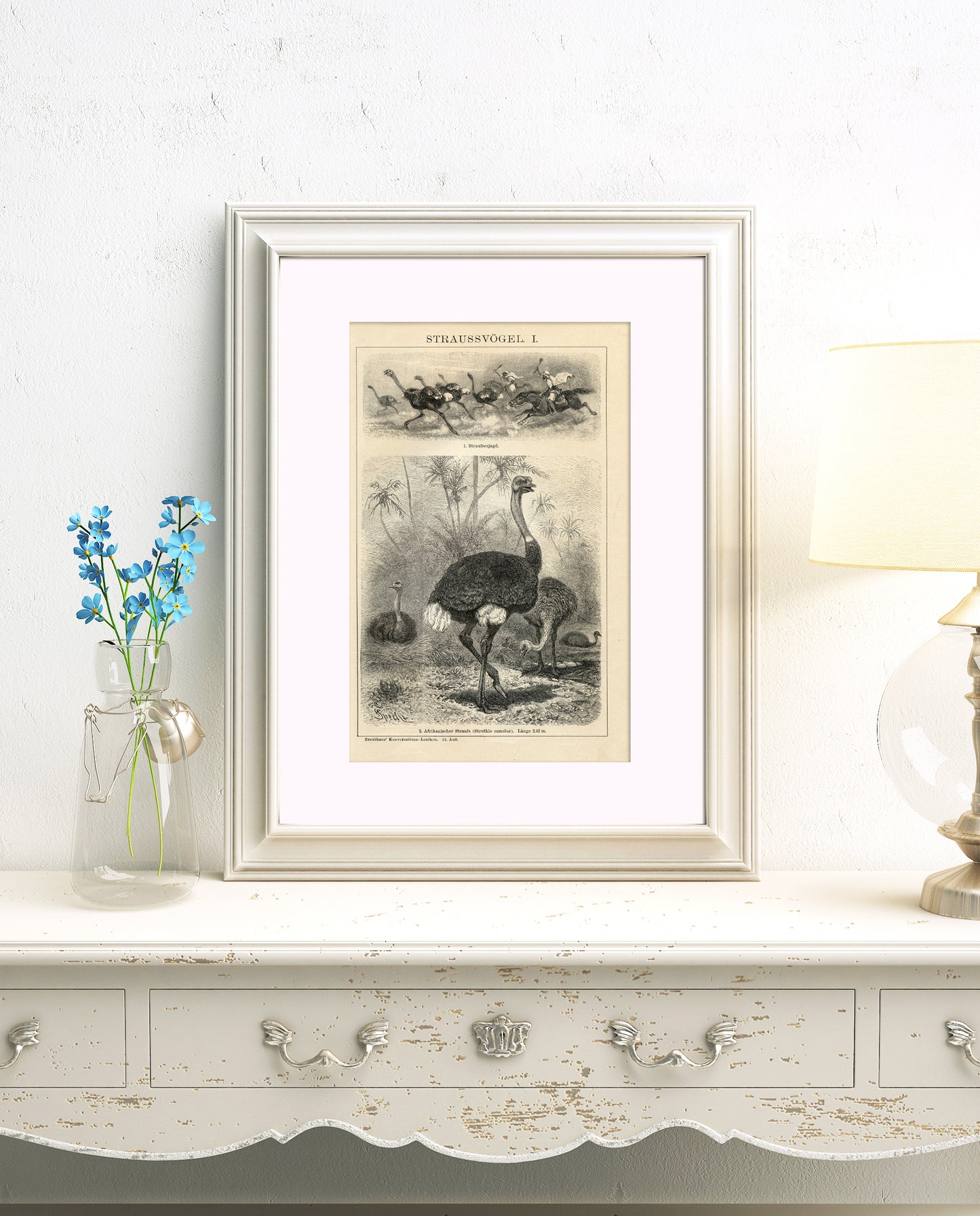 1894 Gravure d'autruches, kiwi, emu, casoar en allemand