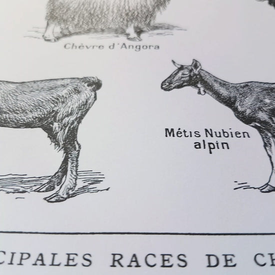 large-horizontal-black-and-white-goat-breeds-poster