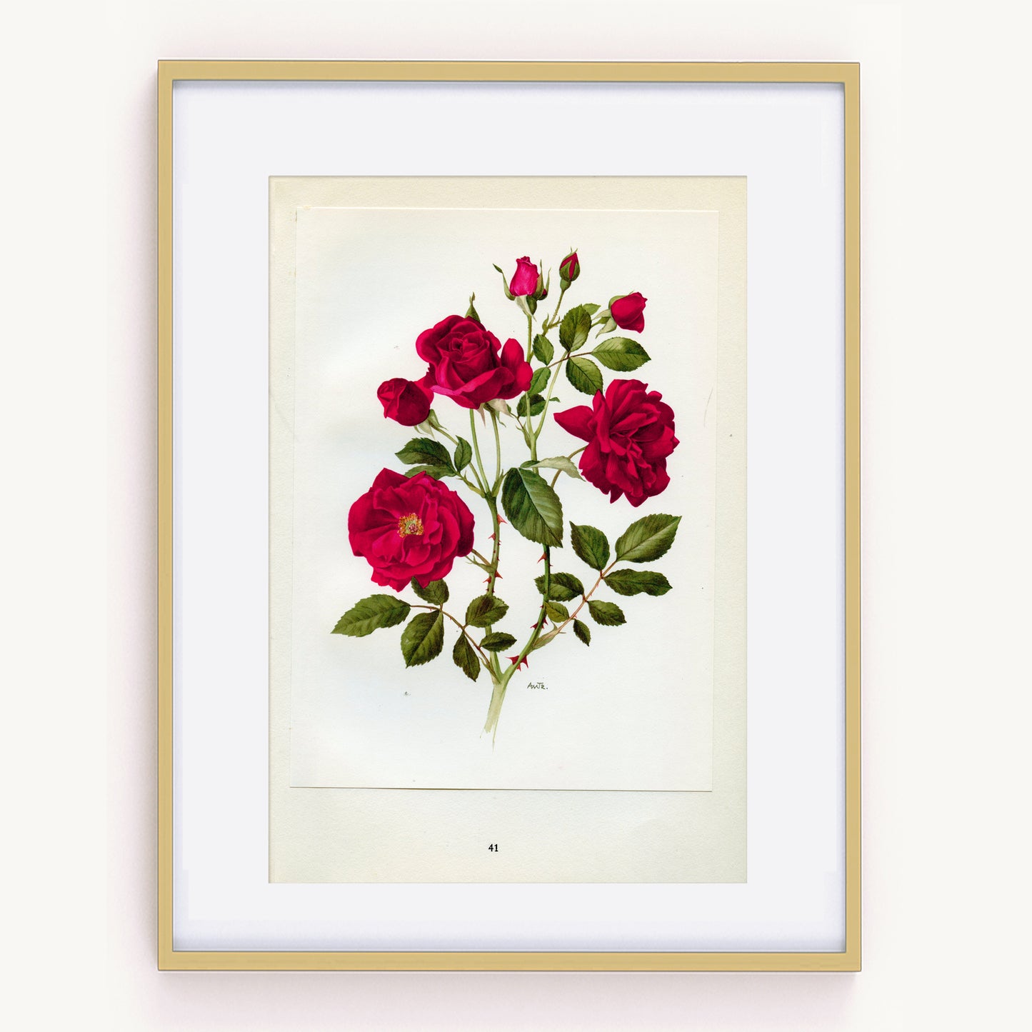 1962 Frensham  Roses botanical print