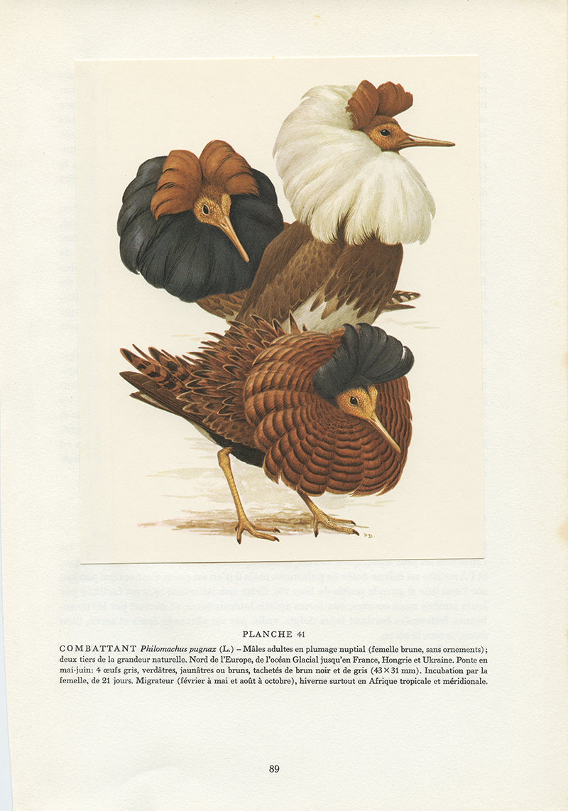 1962 Ruff combattant bird print