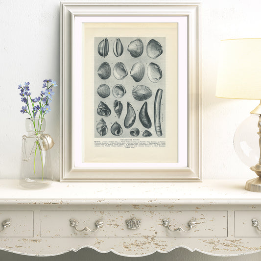 1949 Seawater molluscs print