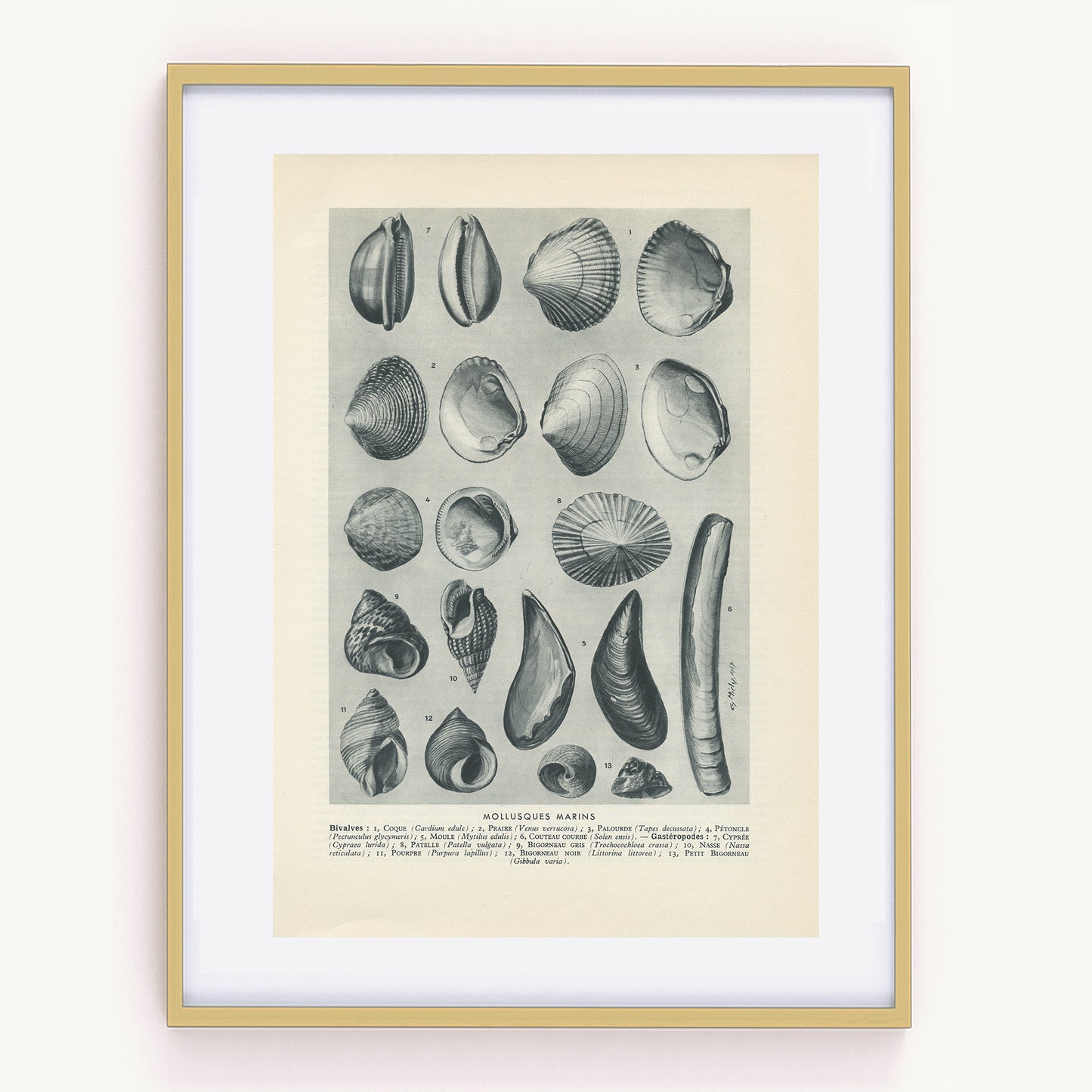 1949 Seawater molluscs print