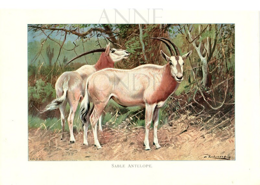 1916 Sable Antelope Print by Lydekker