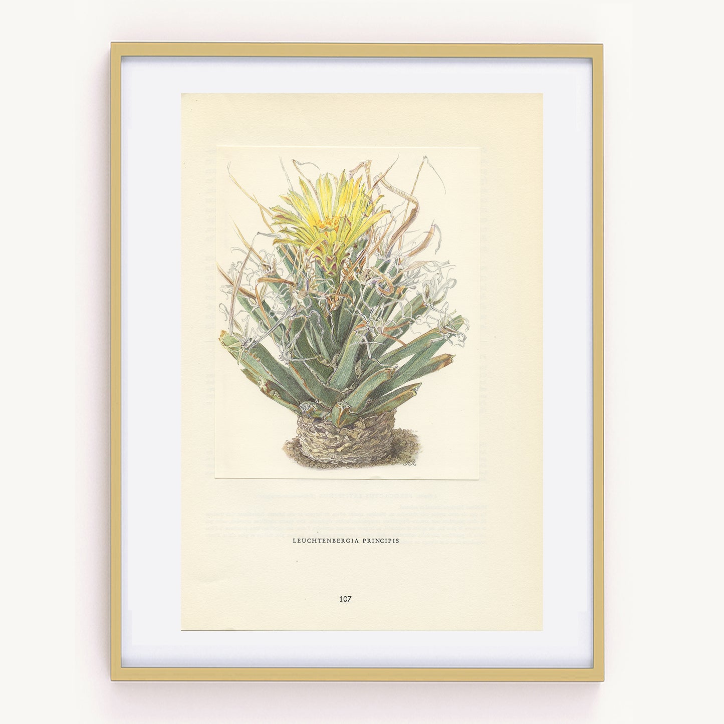 1954 Agave Leuchtenbergia Principis Cactus Print