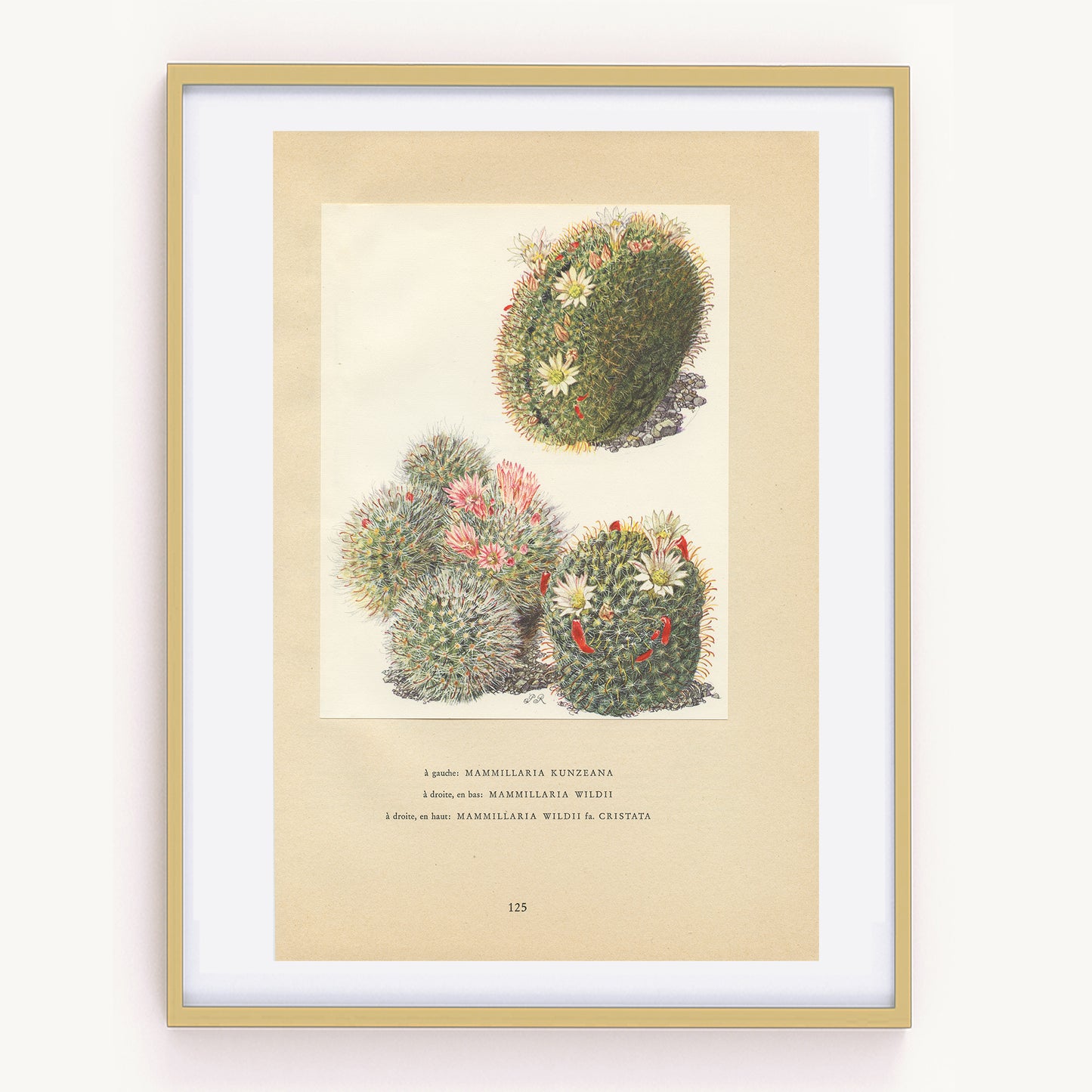 1954 Mammilaria cactus print - Kunzeana & wildii