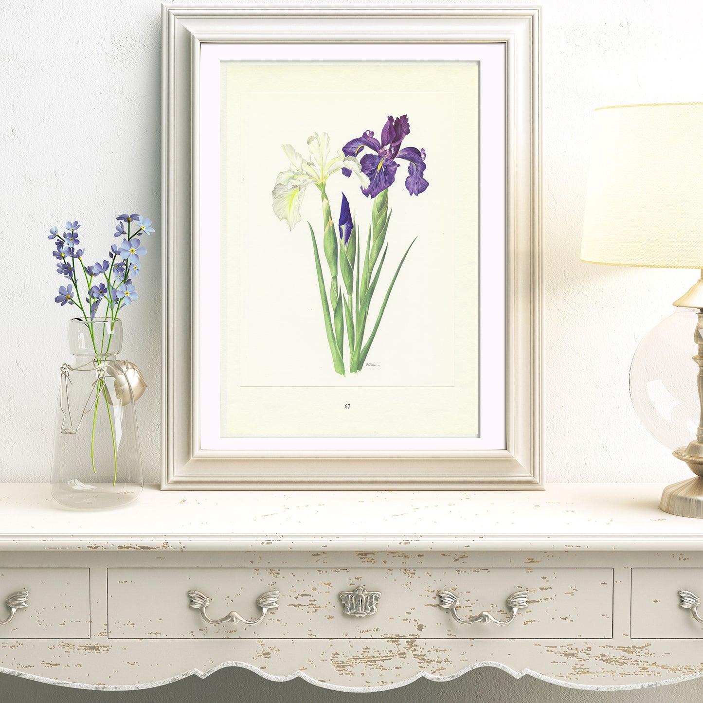 1964 Anglica Iris Botanical Print - White & Purple