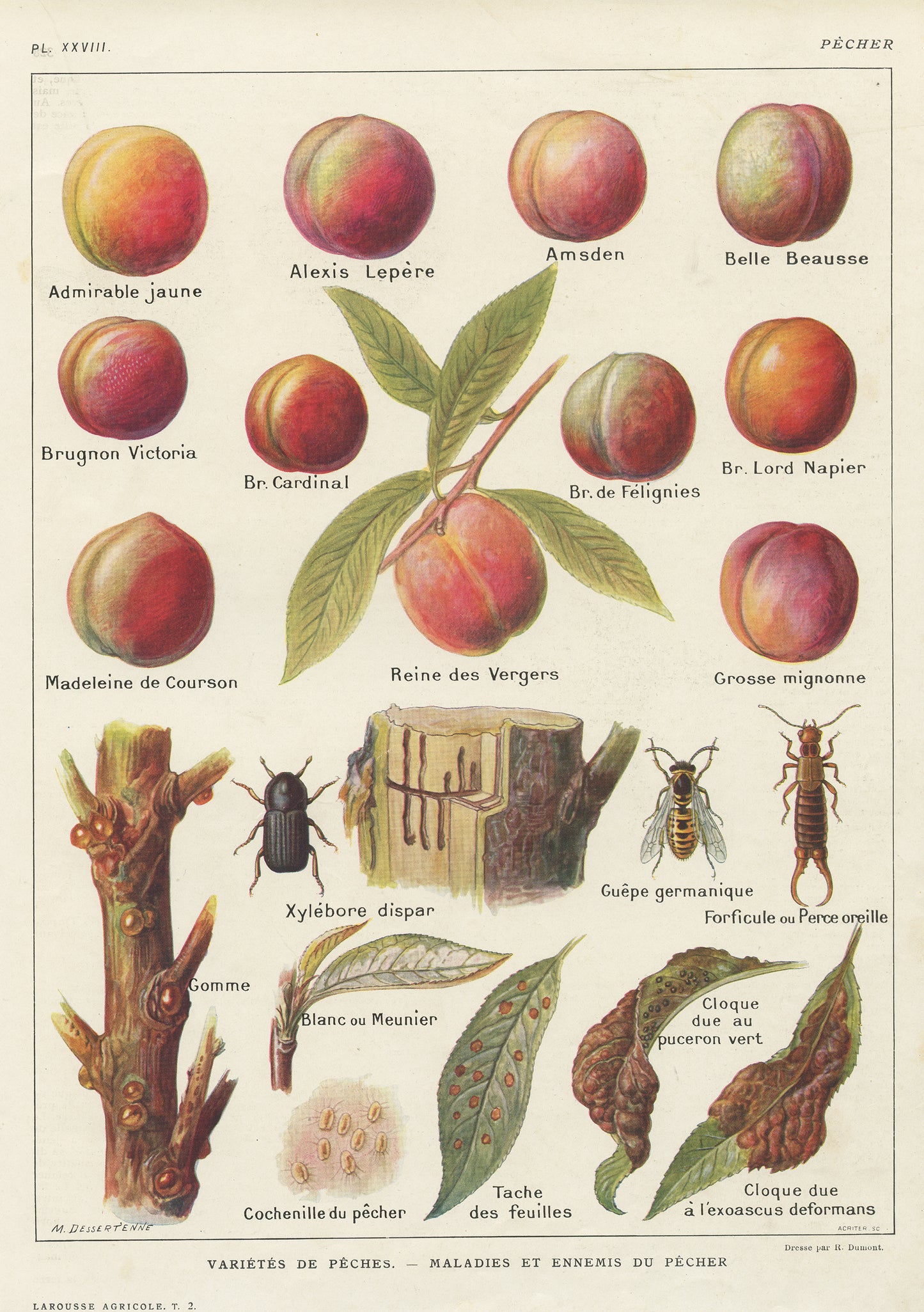 1921 VIntage Peach fruit tree botanical print