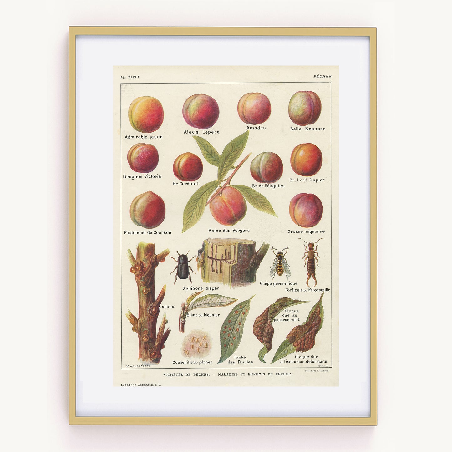 1921 VIntage Peach fruit tree botanical print