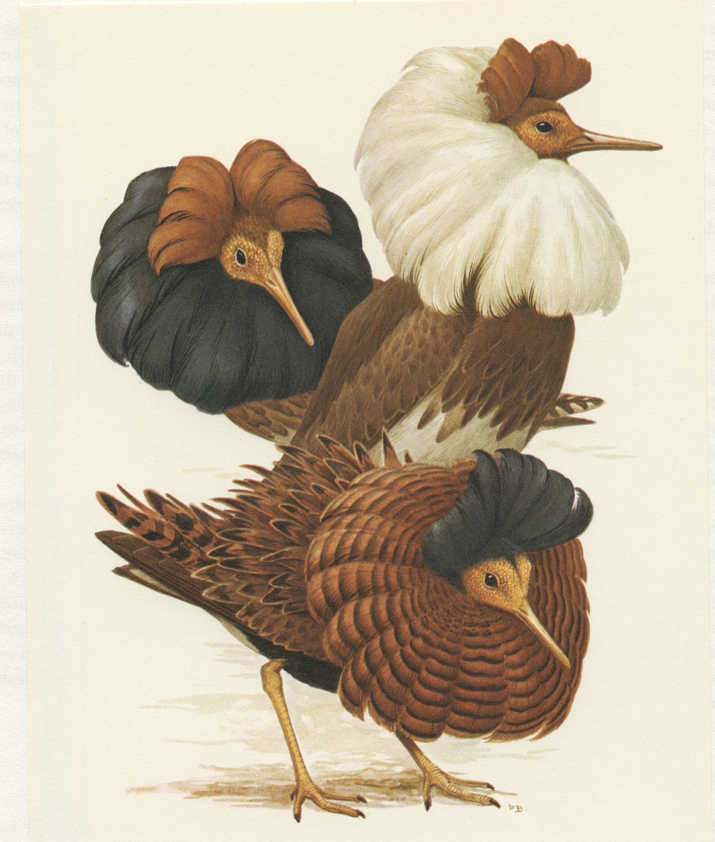 1962 Ruff combattant bird print