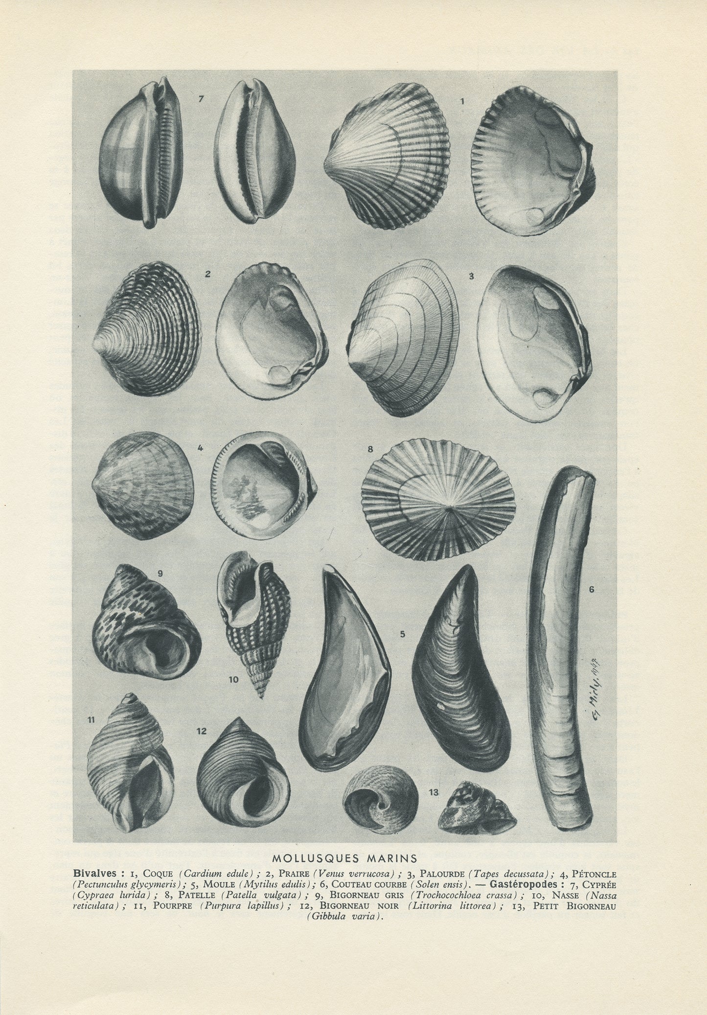 1949 Seawater molluscs print