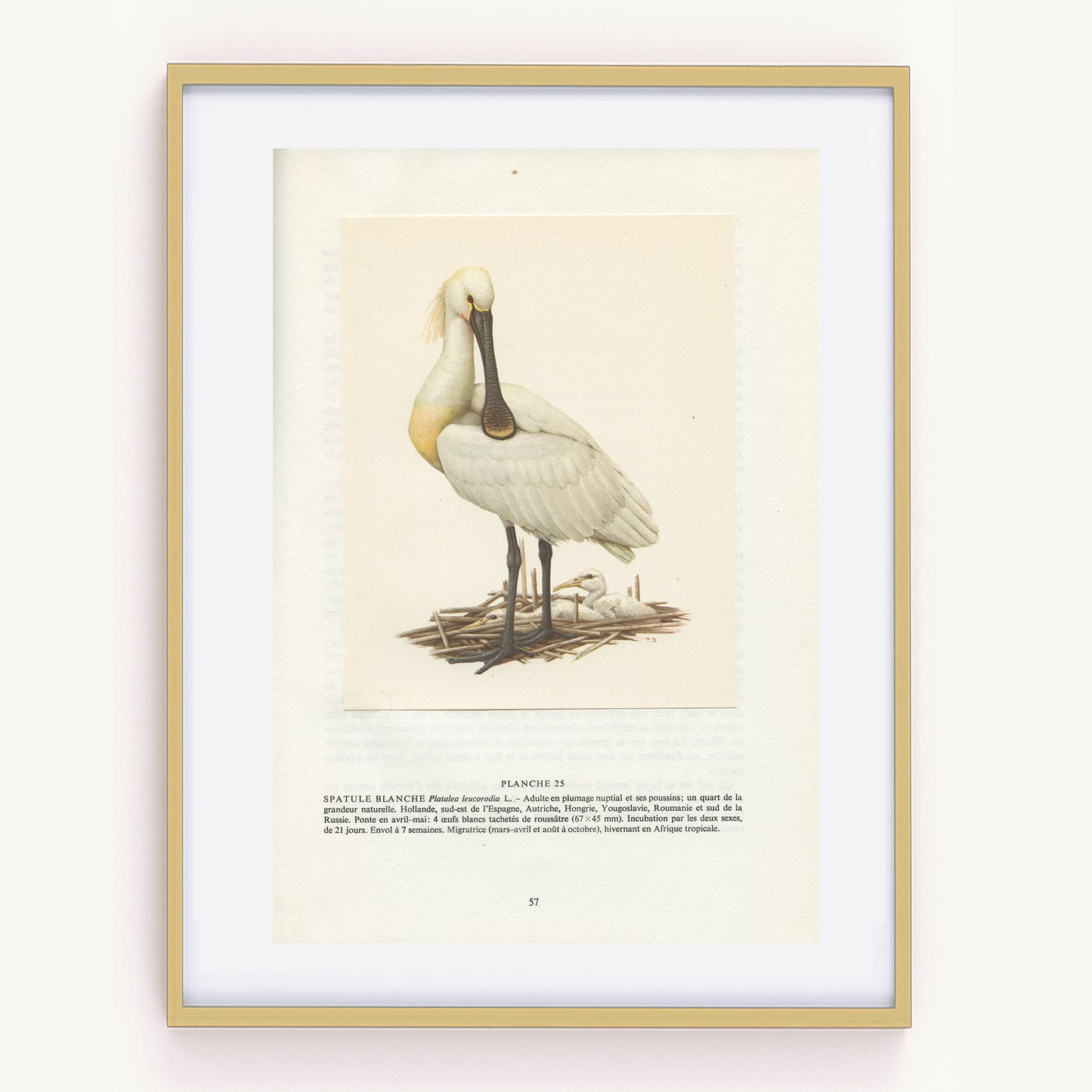 1962 Eurasian Spoonbill bird print