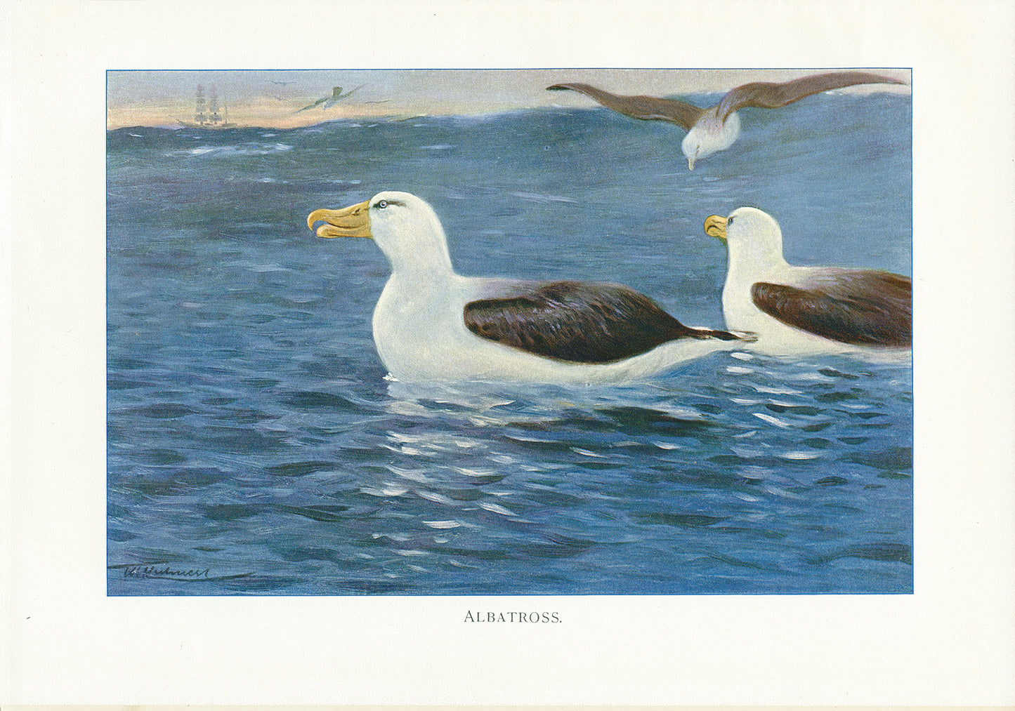 1916 Albatross bird print