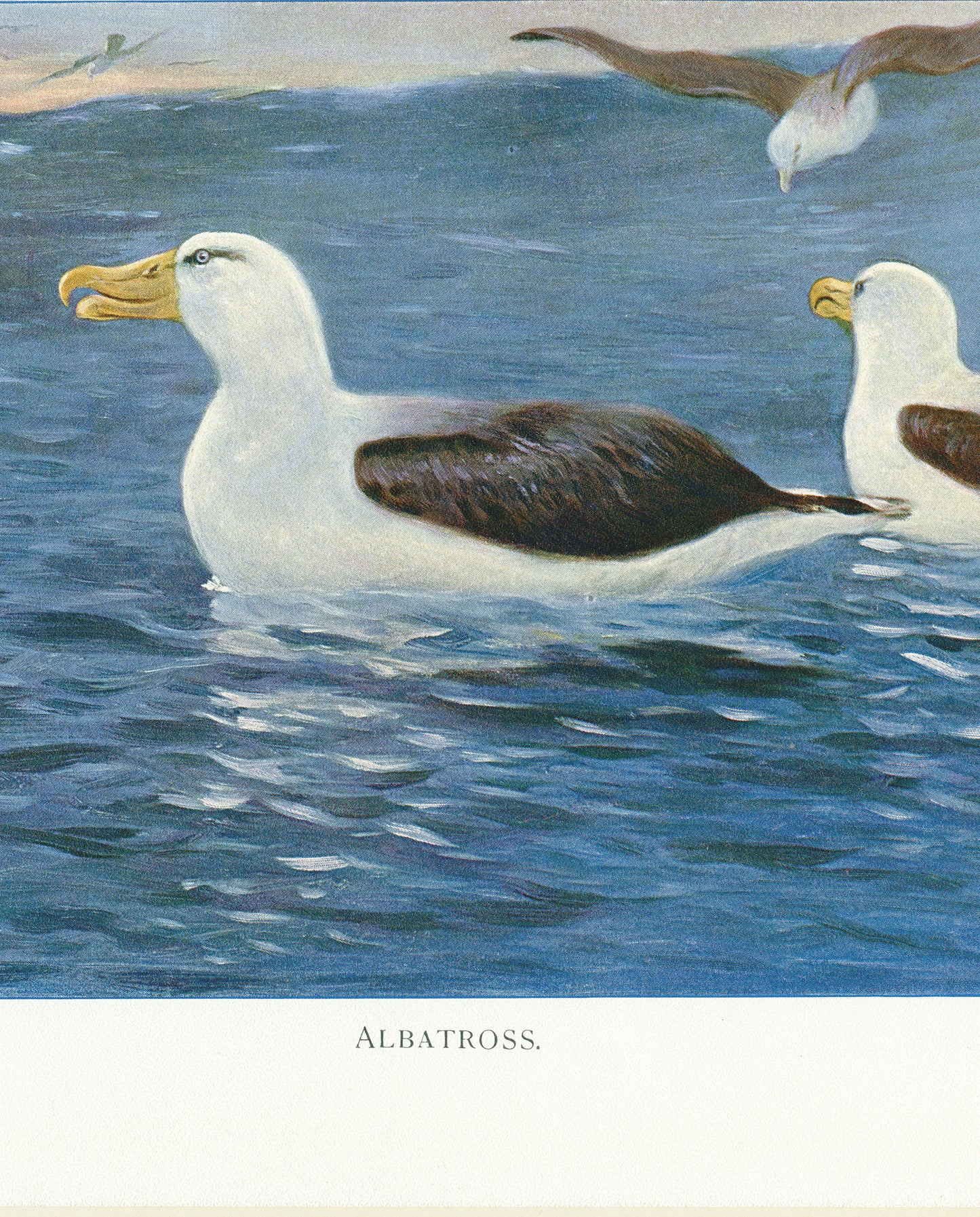 1916 Albatross bird print
