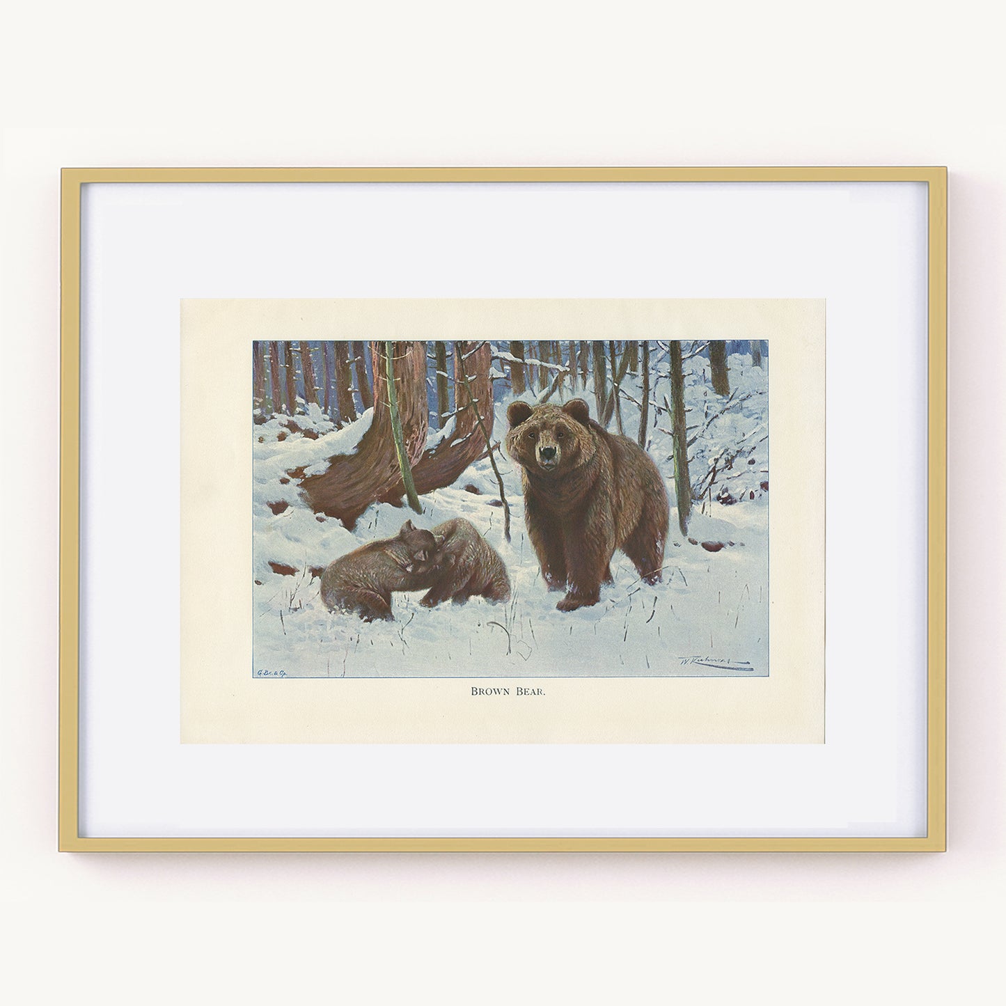 1916 Brown Bear poster with cubs