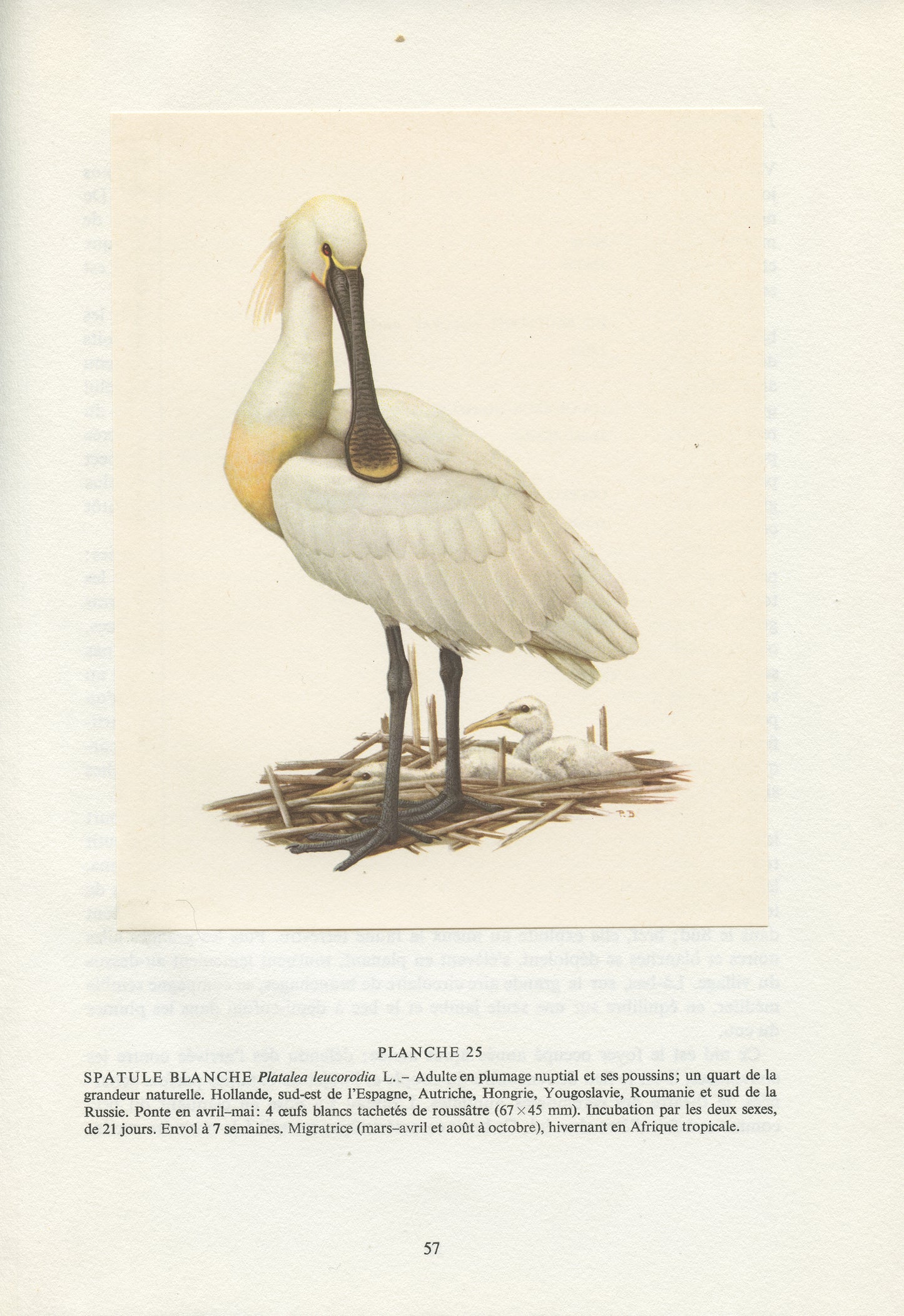 1962 Eurasian Spoonbill bird print