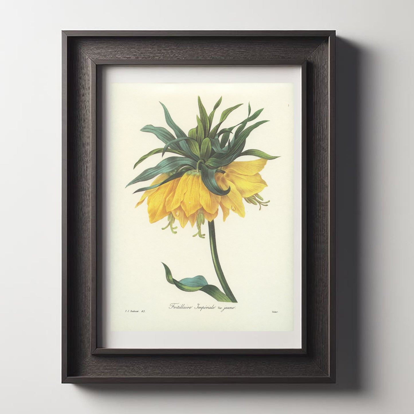 1986 Vintage Yellow Fritillaria Imperialis Botanical Print by Redouté