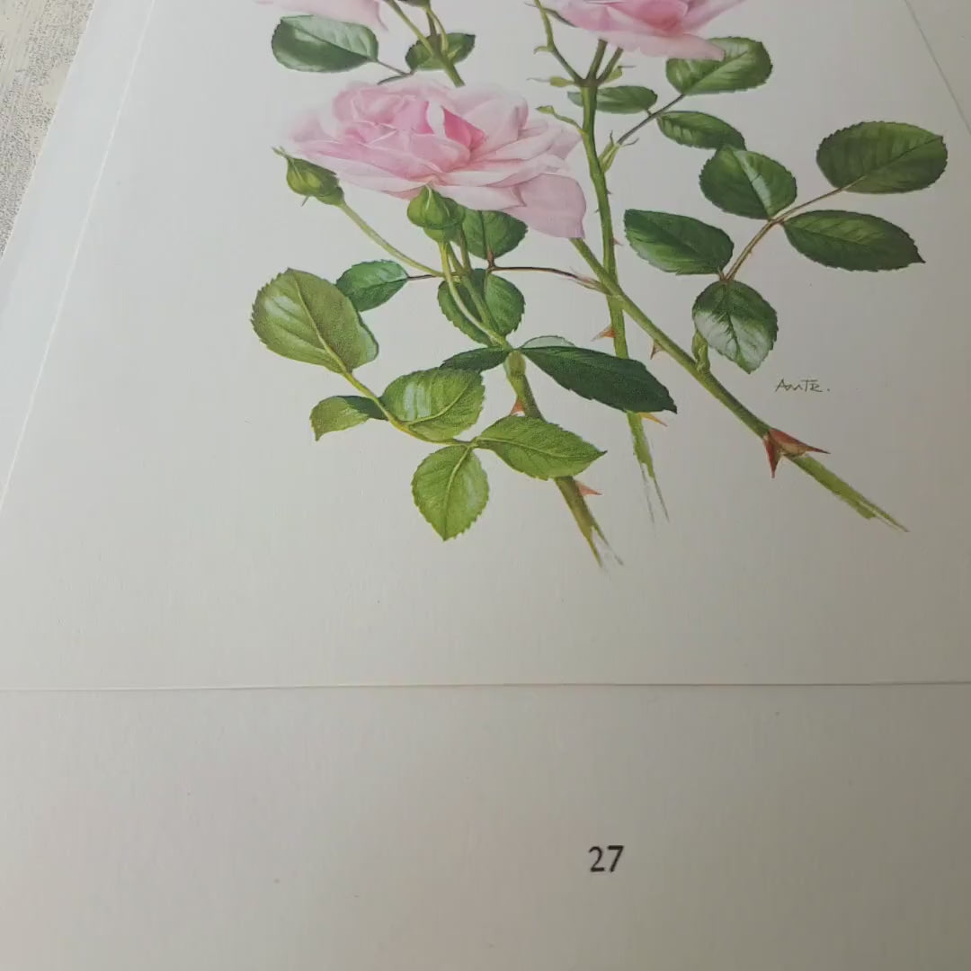 1962 New Dawn Pink Rose Botanical Print