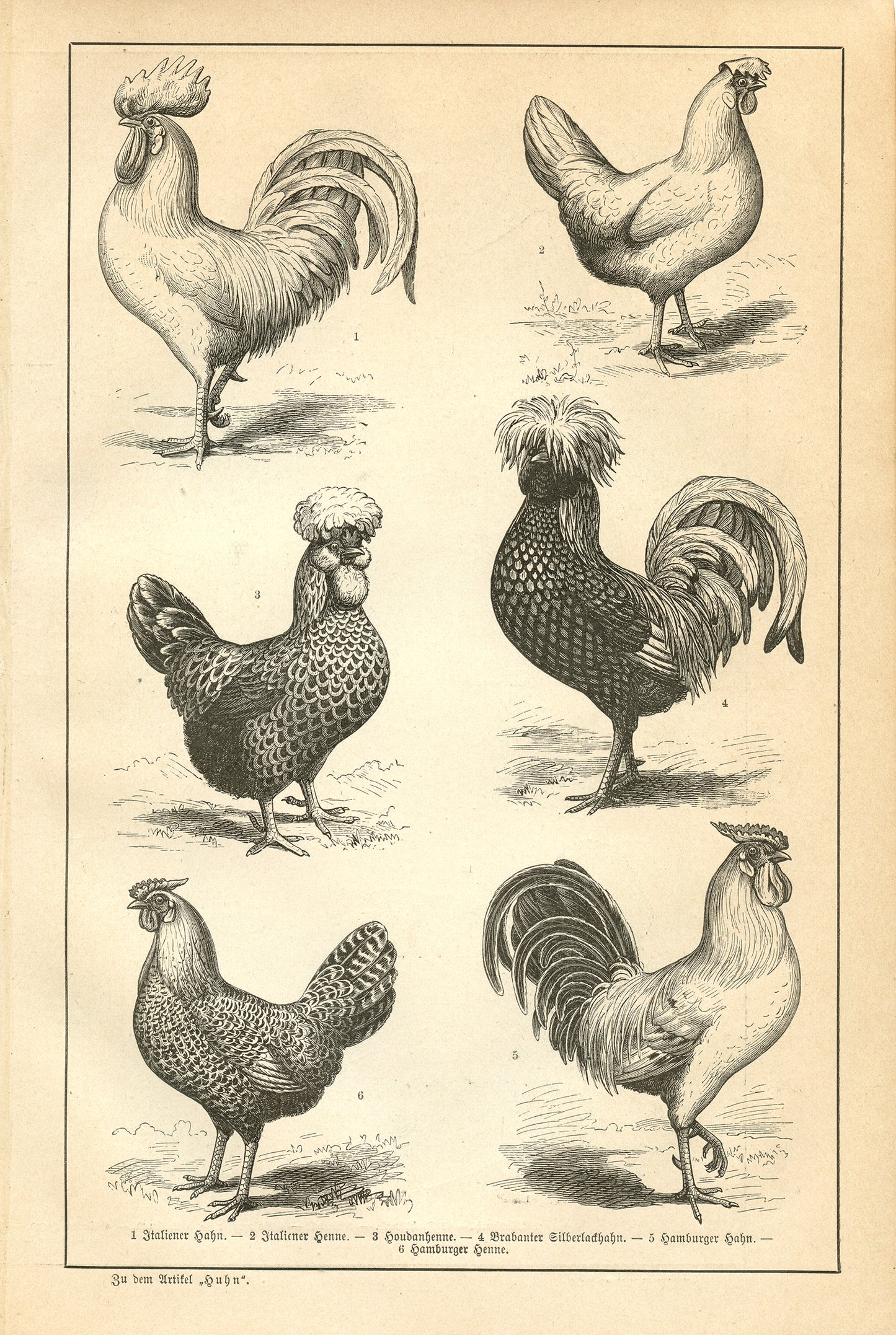 1890 Antique German Dog Breeds Print + Chicken & Wild Fowls