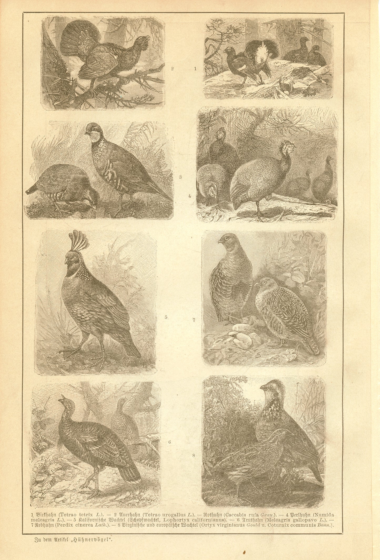 1890 Antique German Dog Breeds Print + Chicken & Wild Fowls