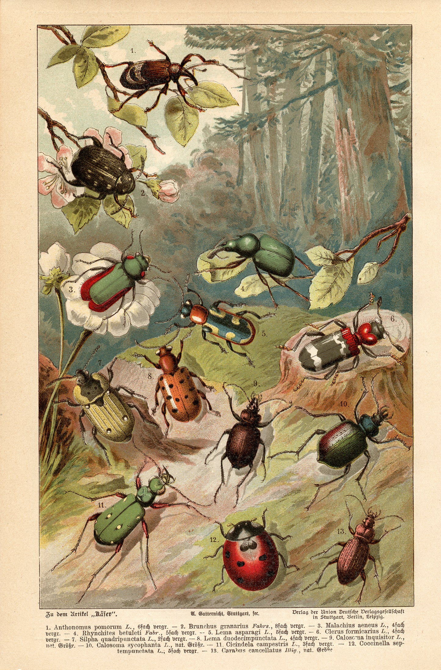 1890 Antique German Beetles Print