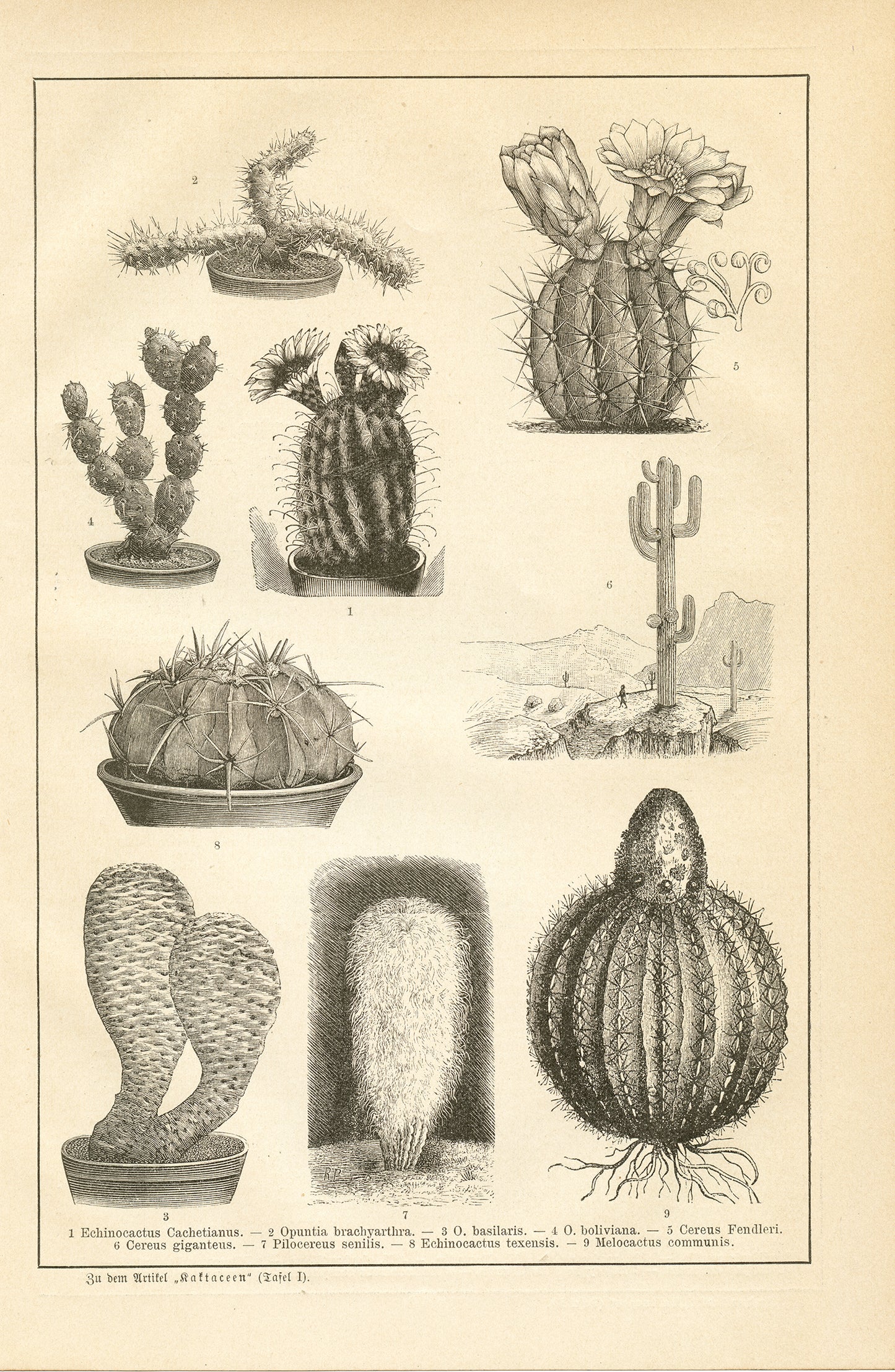 1890 Antique Cactus Botanical Print in German