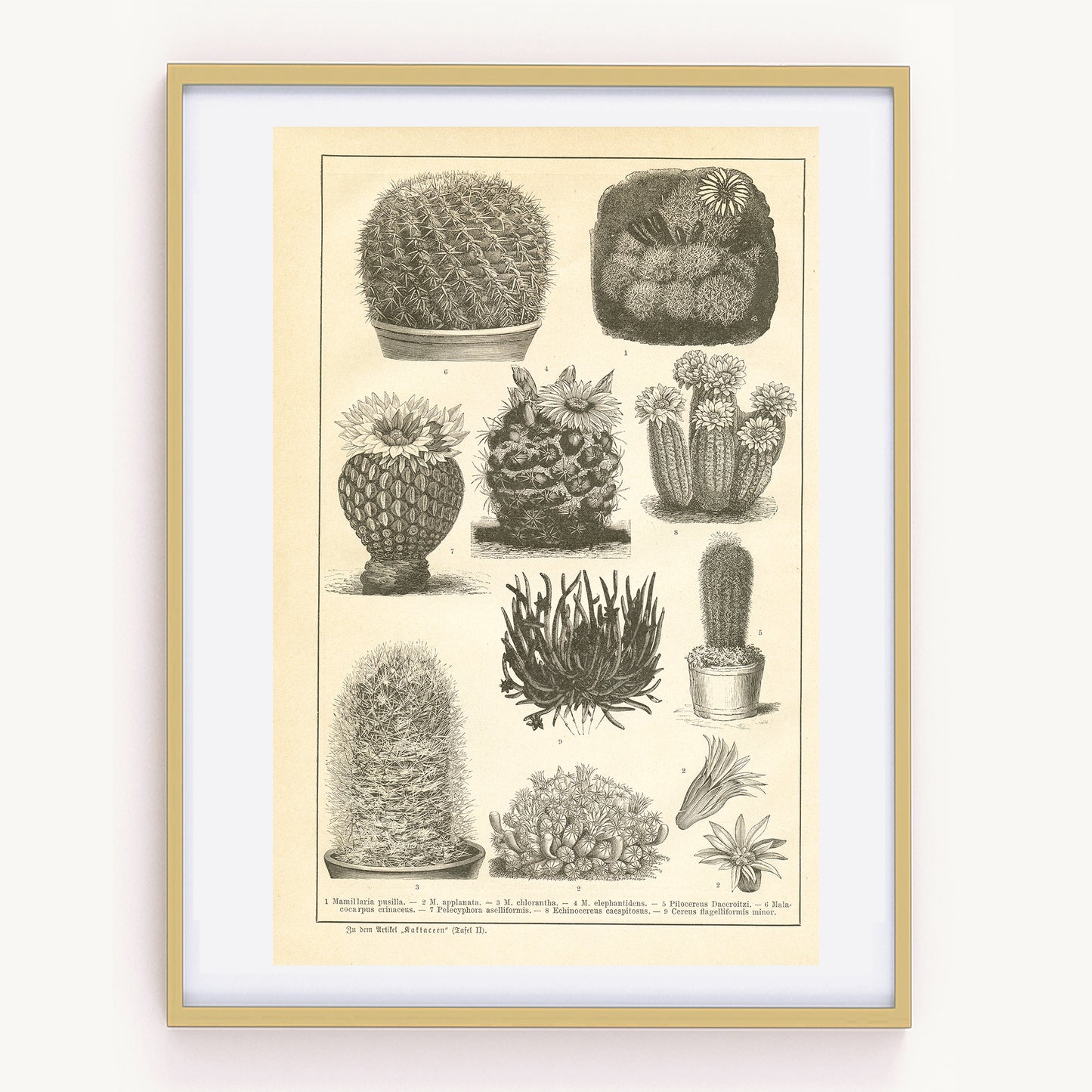 1890 Antique Cactus Botanical Print in German