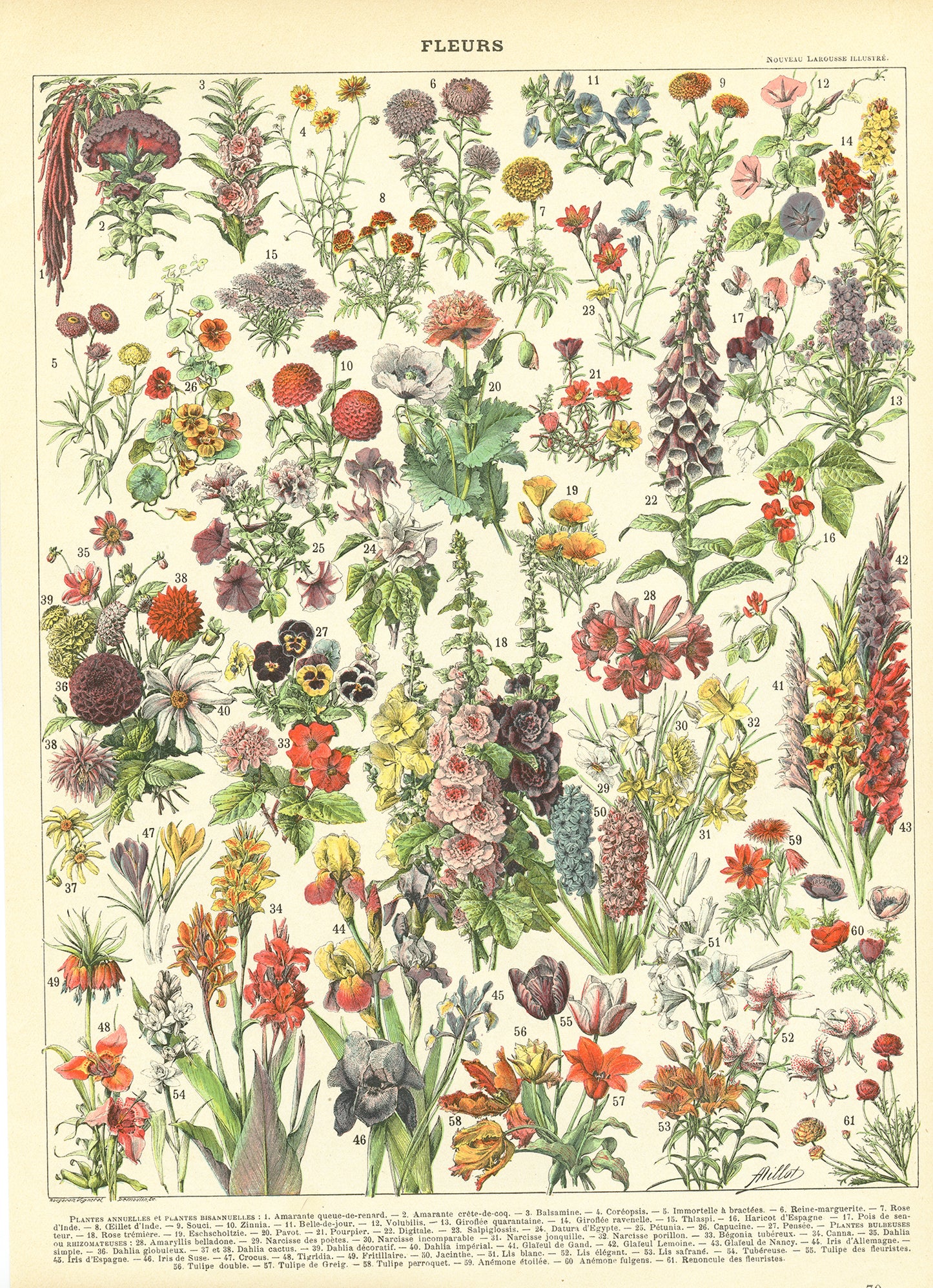 1897 Antique Annual & Perennial Flowers Print