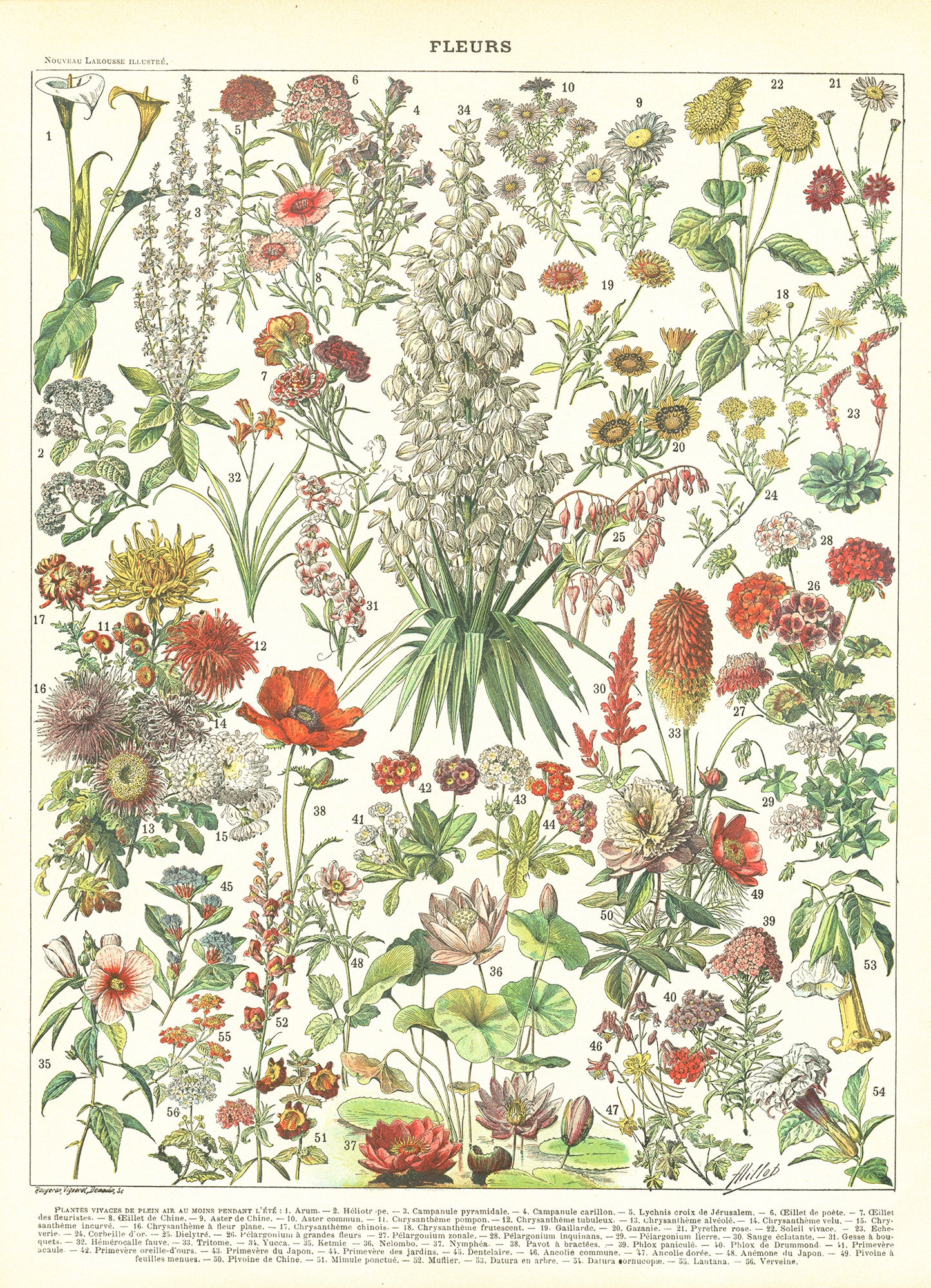 1897 Antique Annual & Perennial Flowers Print