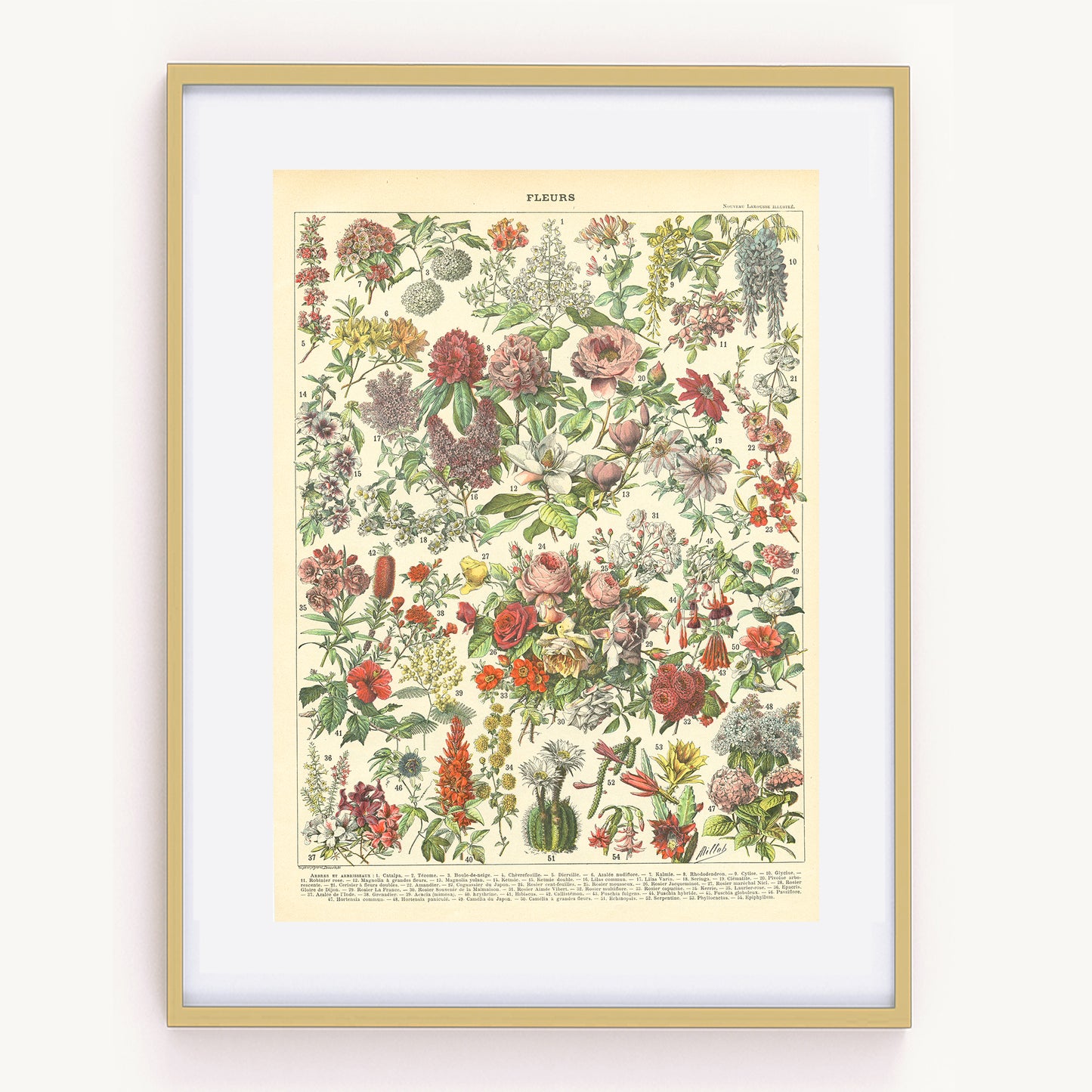 1897 Antique Exotic & Trees/Bushes Flowers Botanical Print