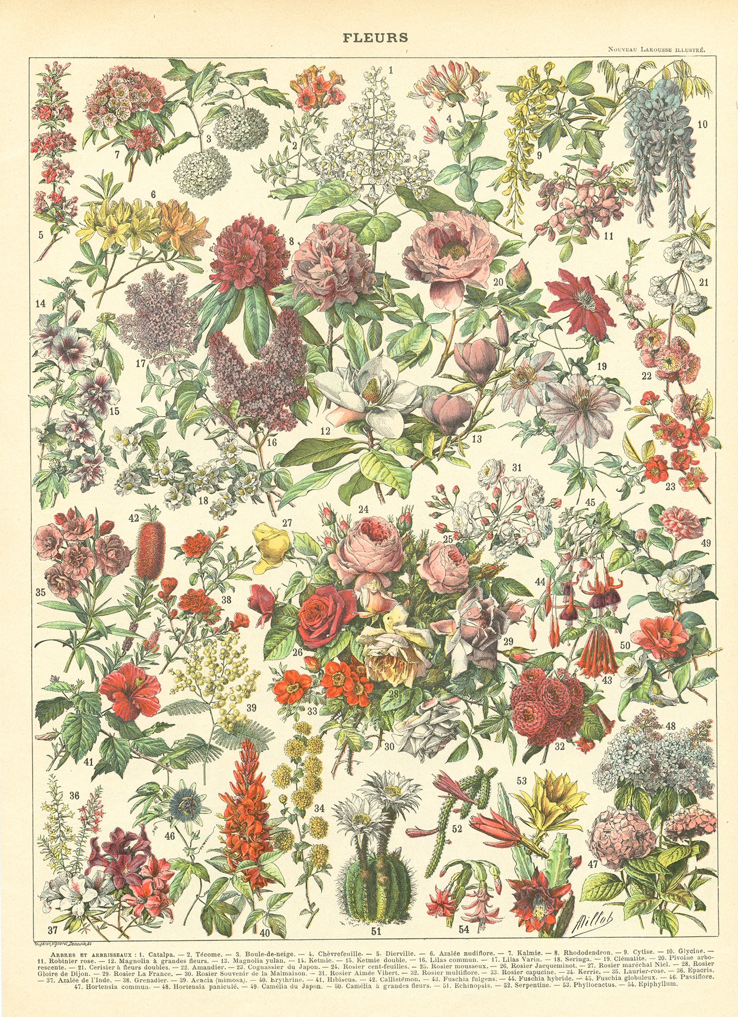 1897 Antique Exotic & Trees/Bushes Flowers Botanical Print