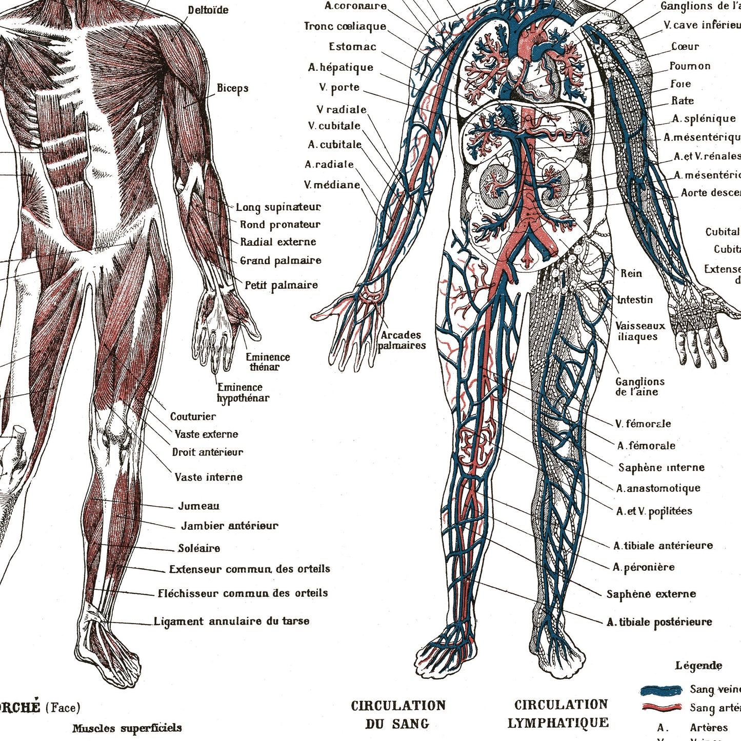 Large Human Anatomy Poster - White background