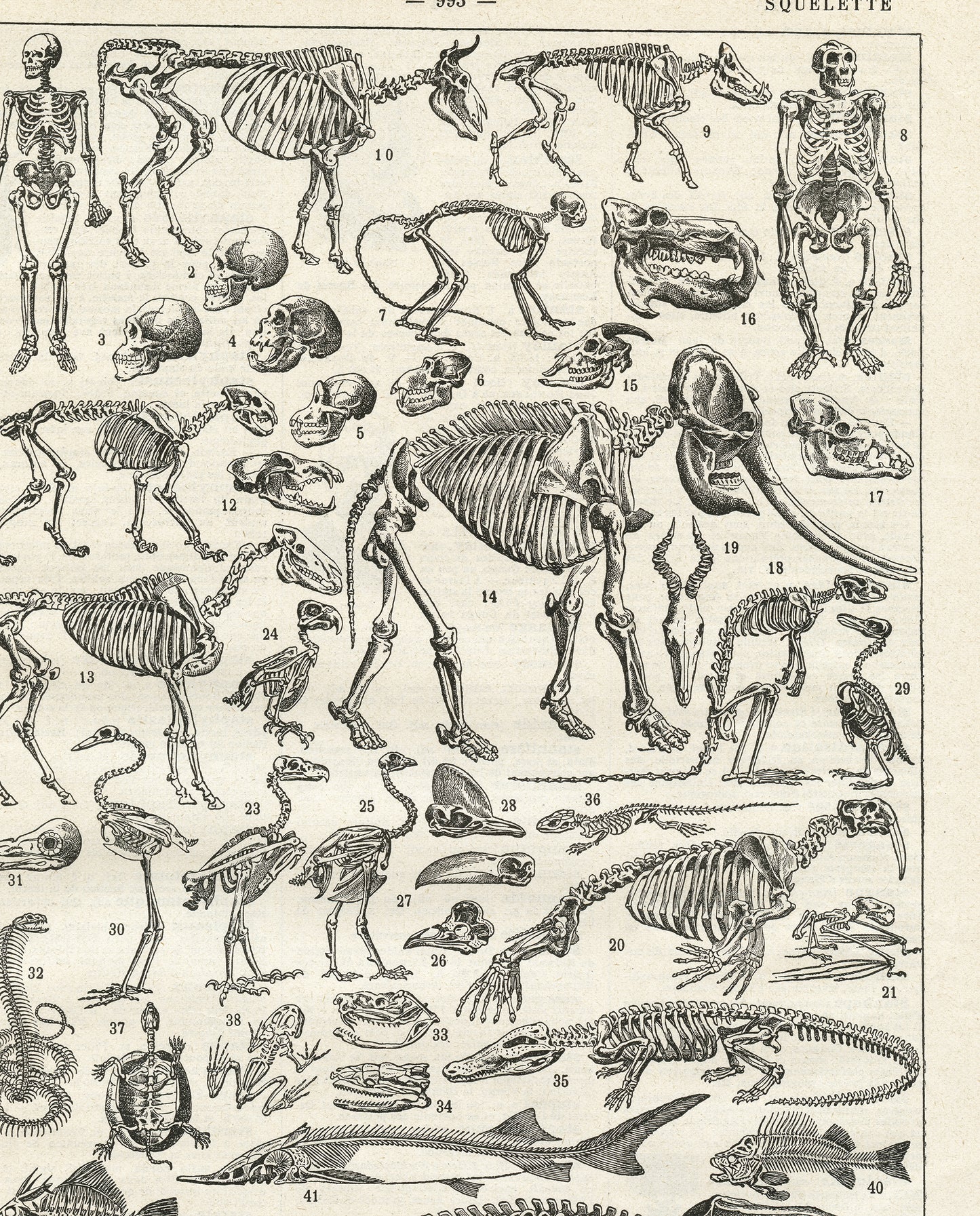 Affiche de squelettes humains et animaux en noir et blanc