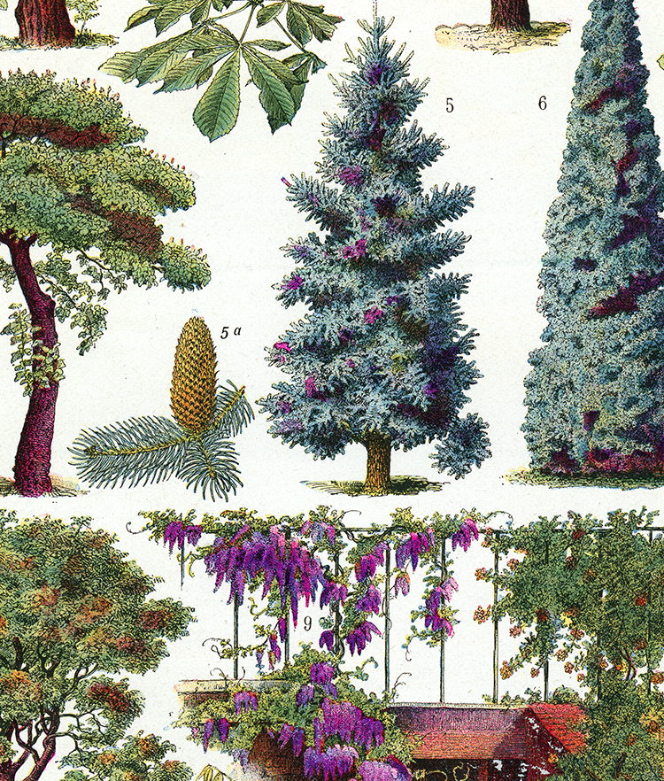 details of  large ornamental garden trees botanical poster showing close-up with cypress and wisteria