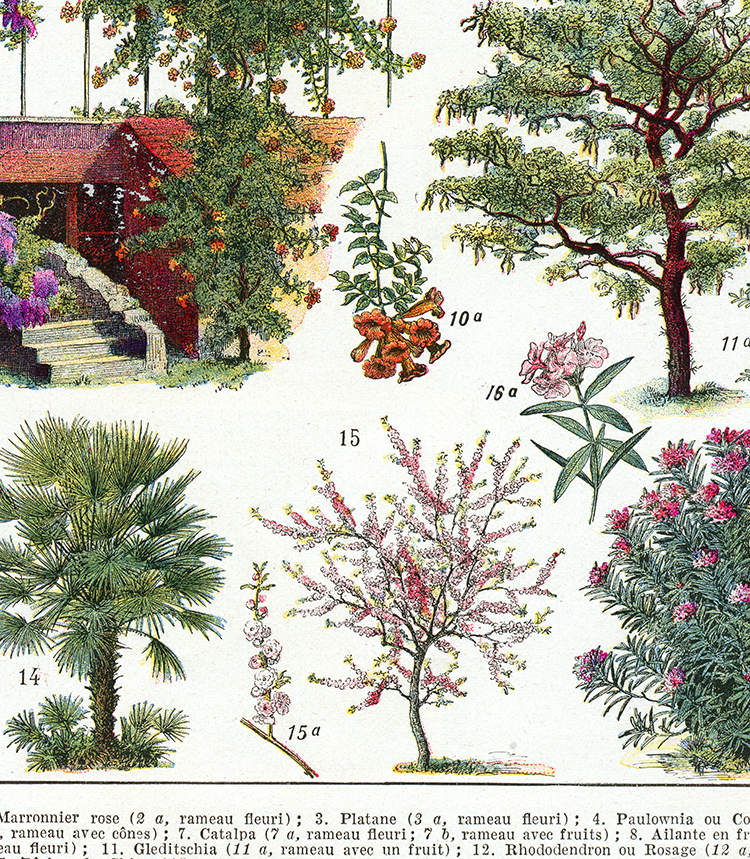 details of  large ornamental garden trees botanical poster showing close-up of the bottom of the page with the legend in French