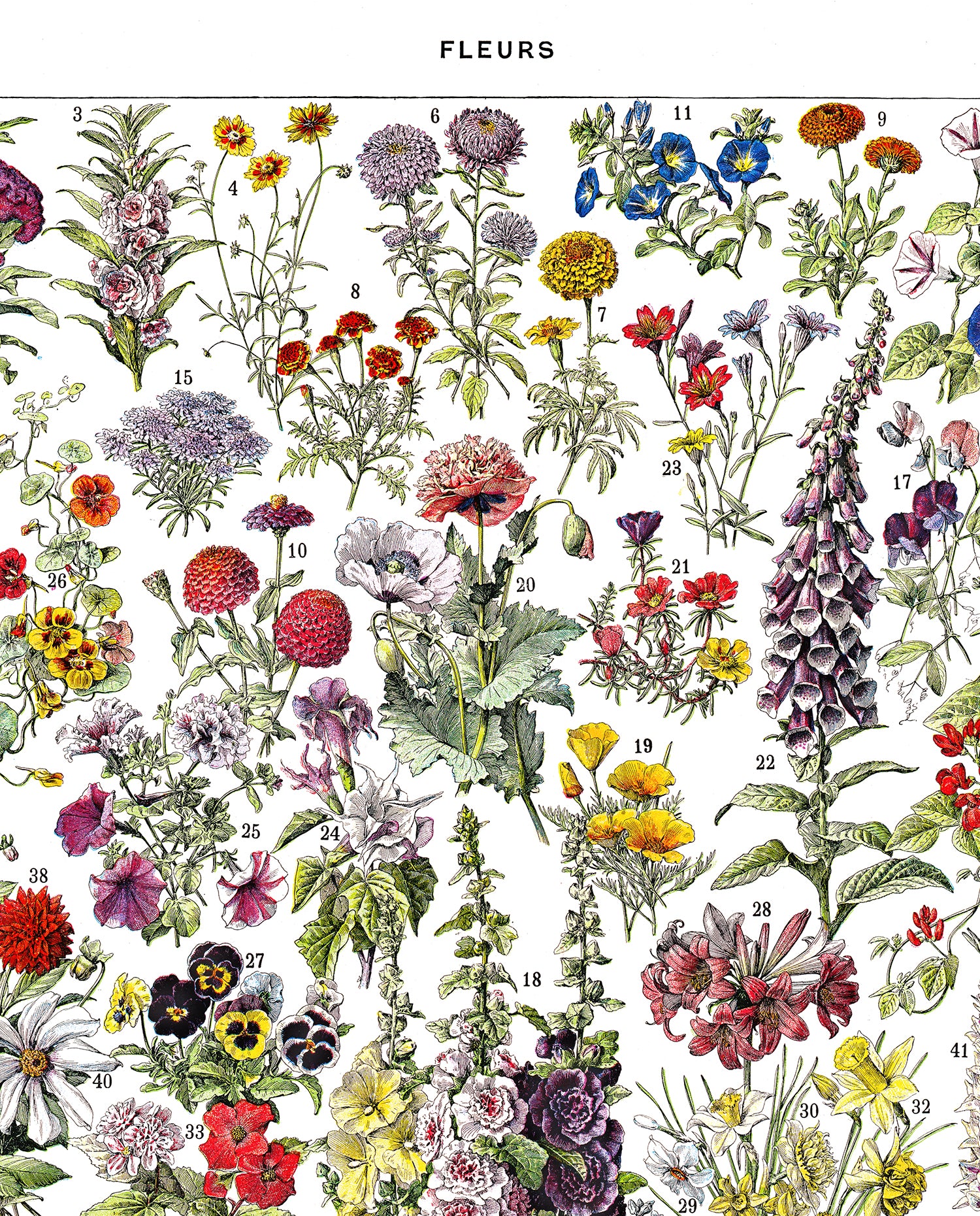Adolphe Millot Posters