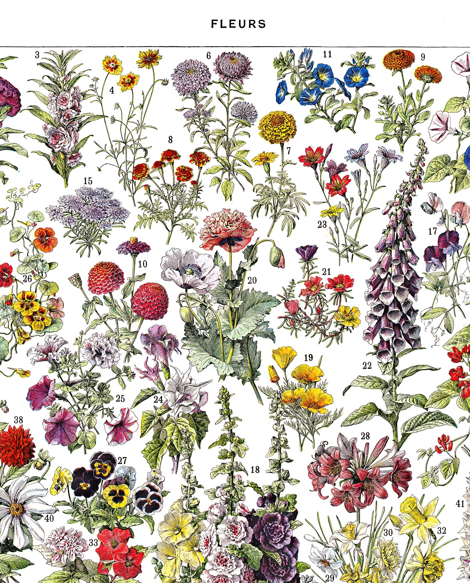 Botanical Art Posters