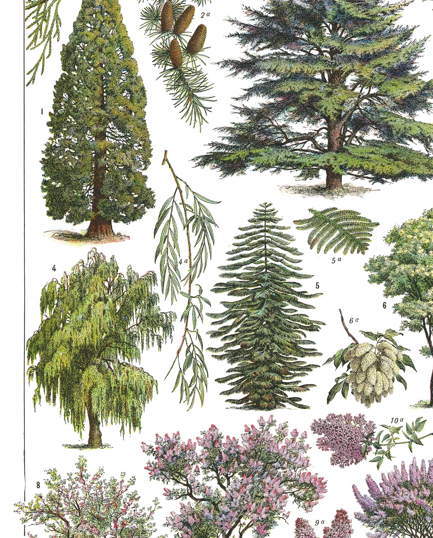 details of  large ornamental garden trees botanical poster showing close-up