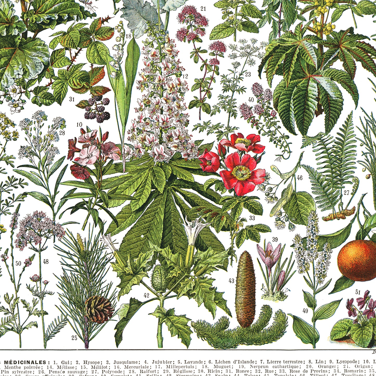 Large medicinal plants botanical poster G to Z by Adolphe Millot