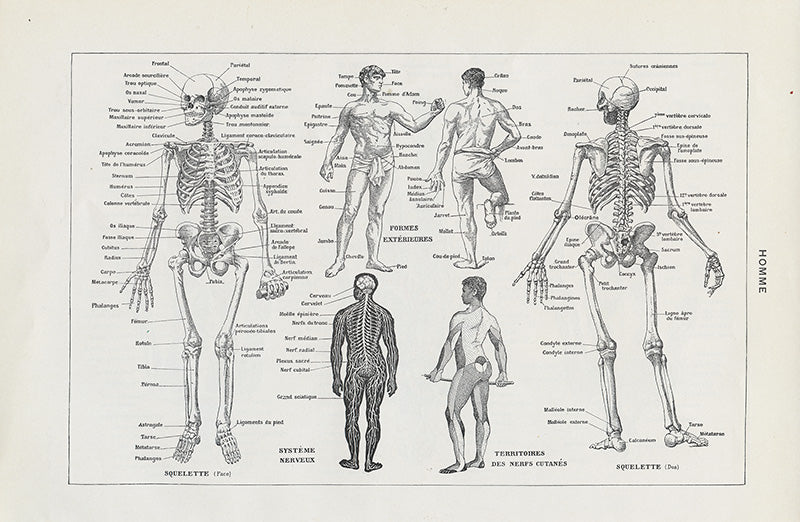1948 Small Human Anatomy Print