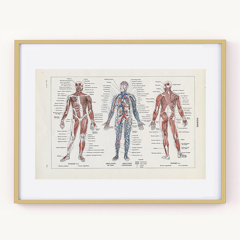1948 Small Human Anatomy Print