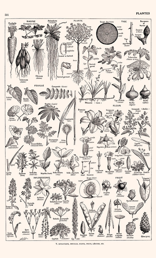 Large Scientific Botanical Plants Poster