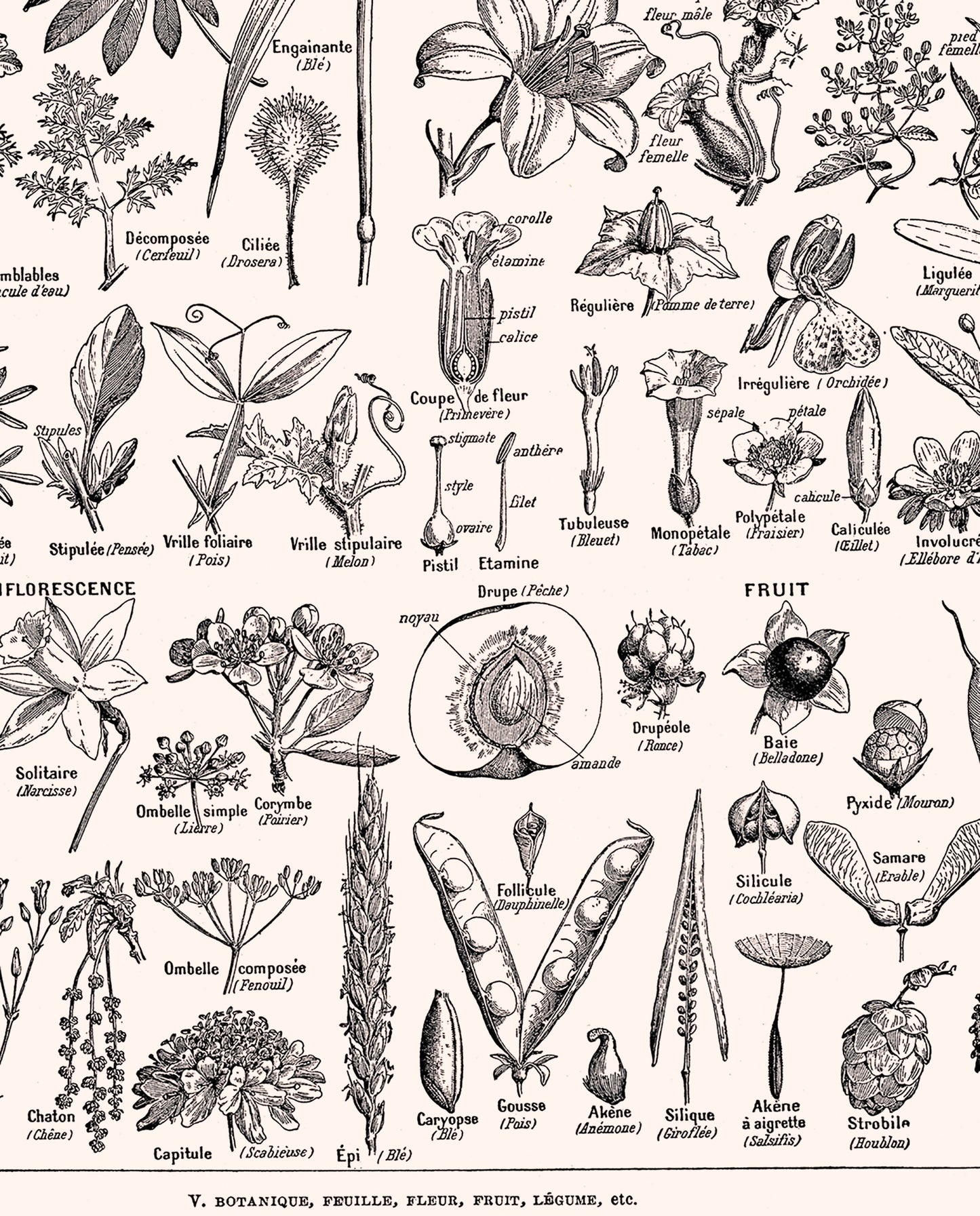 Large Scientific Botanical Plants Poster